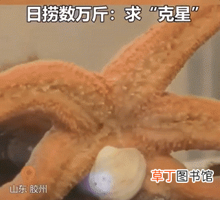 详细介绍海星 海星是肉食动物吗