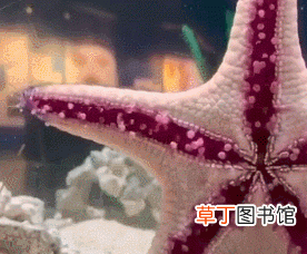 详细介绍海星 海星是肉食动物吗