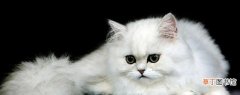 加菲猫与波斯猫如何区分 波斯猫和加菲猫的区别是什么