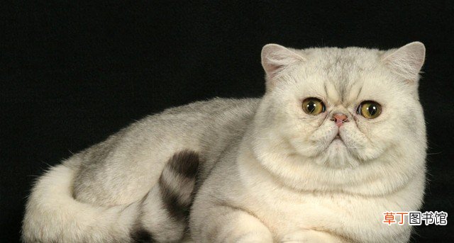 加菲猫与波斯猫如何区分 波斯猫和加菲猫的区别是什么