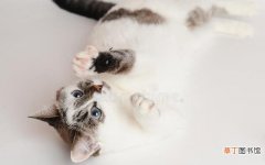 猫泛白细胞减少症怎么治疗 猫泛白细胞减少症有哪些症状