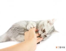 被猫咪咬后应该如何处理 被猫咬了怎么办呢