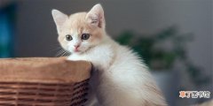 猫咪不埋便的4种情况 猫咪不埋屎的原因是什么