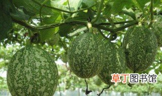吊瓜子种植栽培方法 吊瓜子种植的方法介绍