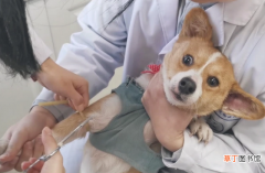 狗狗打防疫针的原因 狗疫苗多久打一次