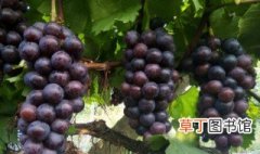 夏黑葡萄种植技术与管理 夏黑葡萄种植技术与管理介绍