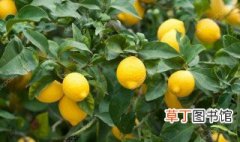 柠檬树的养殖方法和注意事项是什么 柠檬树如何养殖