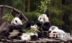 国宝大熊猫的生活习性 国宝大熊猫有什么生活习性