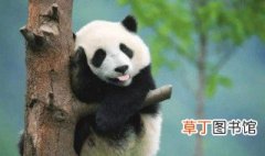 熊猫有攻击性吗 熊猫会攻击人吗