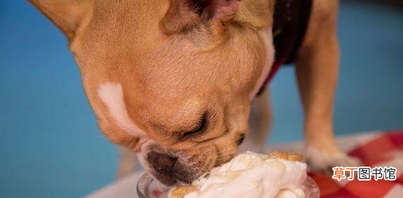 喂狗吃奶油的注意事项 狗狗能吃奶油吗有益吗