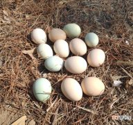 受精蛋和未受精蛋区别 所有鸡蛋都能孵出小鸡吗