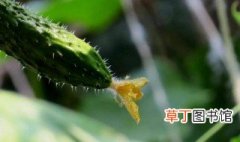 长期吃黄瓜的害处 容易引起腹泻