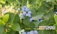 蓝莓苗的培育方法 蓝莓苗的培育方法分享