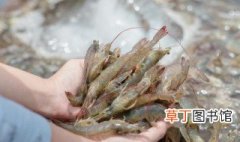 养殖的小龙虾算海鲜吗，人工养殖的小龙虾属于海鲜吗