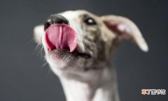 狗狗喜欢舔人的5个原因 狗喜欢舔人代表什么含义