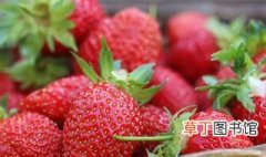 为什么盆栽草莓总养不活 盆栽草莓总养不活是为什么