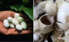 榨蚕丝和桑蚕丝的不同对比 榨蚕丝和蚕丝有什么区别