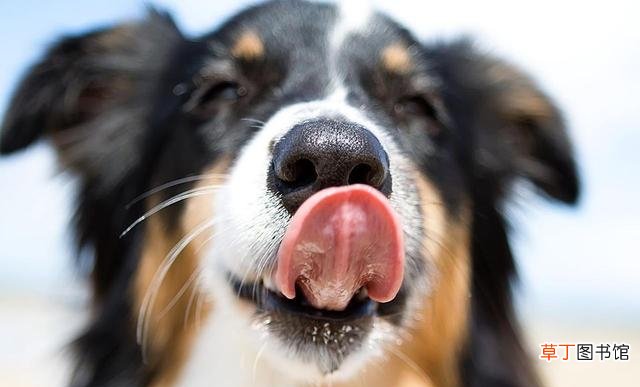 狗狗鼻子保持湿润的原因 冬天幼犬鼻子干怎么回事呀