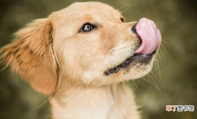 狗狗鼻子保持湿润的原因 冬天幼犬鼻子干怎么回事呀