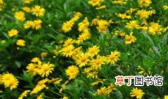 黄金菊的种植方法 黄金菊的种植方法介绍