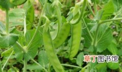豌豆种植技术与管理 豌豆种植技术与管理介绍