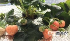 水培草莓的种植方法和技术 水培草莓的种植方法和技术介绍