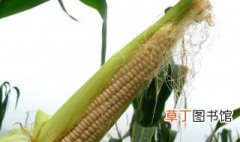 糯玉米种植技术与管理 糯玉米种植技术与管理介绍