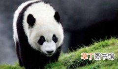中国特有的动物有哪些 中国特有的动物有哪些英文