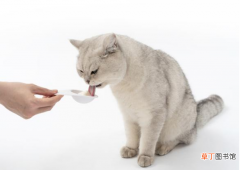 猫咪不能吃的6种食物 猫能吃火腿肠吗