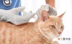 猫咪绝育过程的注意事项 猫没打疫苗可以绝育吗