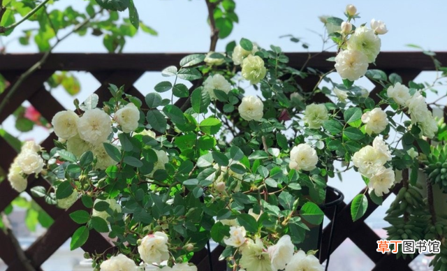 灌木蔷薇的寓意 绿色玫瑰叫什么品种呢