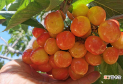 樱桃盆栽养殖的5步养护 樱桃什么时候种植最好