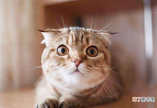 猫咪的咕噜声是如何形成的 猫咪咕咕咕的叫声是什么意思