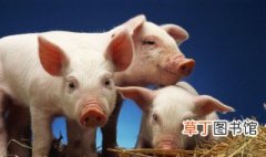 猪怎么交配 猪的四种配种方式