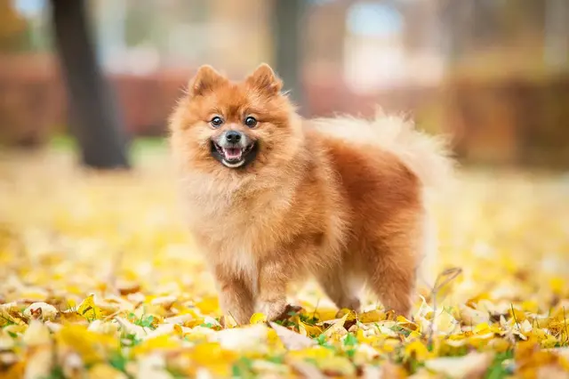 世界上最小的11种狗狗 全世界最小的犬种是哪一种