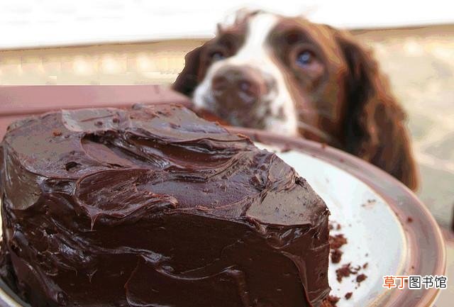狗狗偷吃了巧克力治疗办法 狗狗吃了巧克力怎么补救啊
