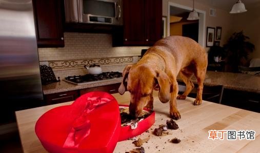 狗狗偷吃了巧克力治疗办法 狗狗吃了巧克力怎么补救啊