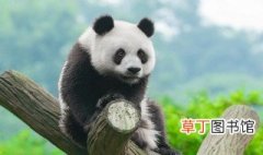 哪些动物园有大熊猫 中国哪些动物园有大熊猫