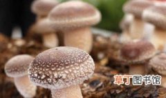 新型的香菇种植技术 如何种植新型的香菇