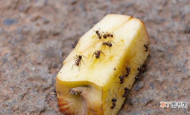 家里有小蚂蚁怎么能彻底消灭 (安全管用清除蚂蚁的小妙招）