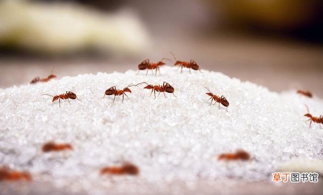 家里有小蚂蚁怎么能彻底消灭 (安全管用清除蚂蚁的小妙招）
