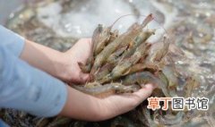琵琶虾的吃法 清蒸琵琶虾的做法