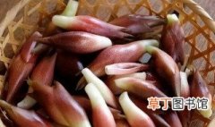 洋荷怎么做好吃 鲜炒洋荷姜的烹饪技巧分享