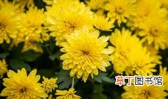 黄颜色菊花的寓意和象征 黄颜色菊花的寓意和象征是什么