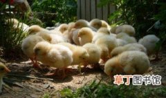 小鸡的养殖方法 怎么养才好呢