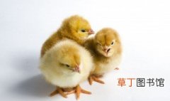 小鸡养殖技术和方法 小鸡怎么养殖