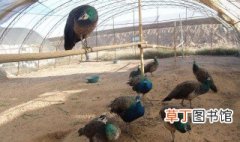 孔雀养殖方法 孔雀怎么引种选种