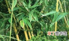 四季竹的养殖方法 四季竹子怎么养