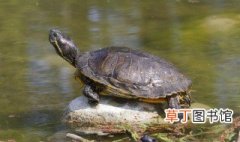 巴西龟怎么养长得快 巴西龟如何养长得快