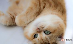 猫猫吃卵磷脂的功效与作用 猫吃卵磷脂有什么用呀